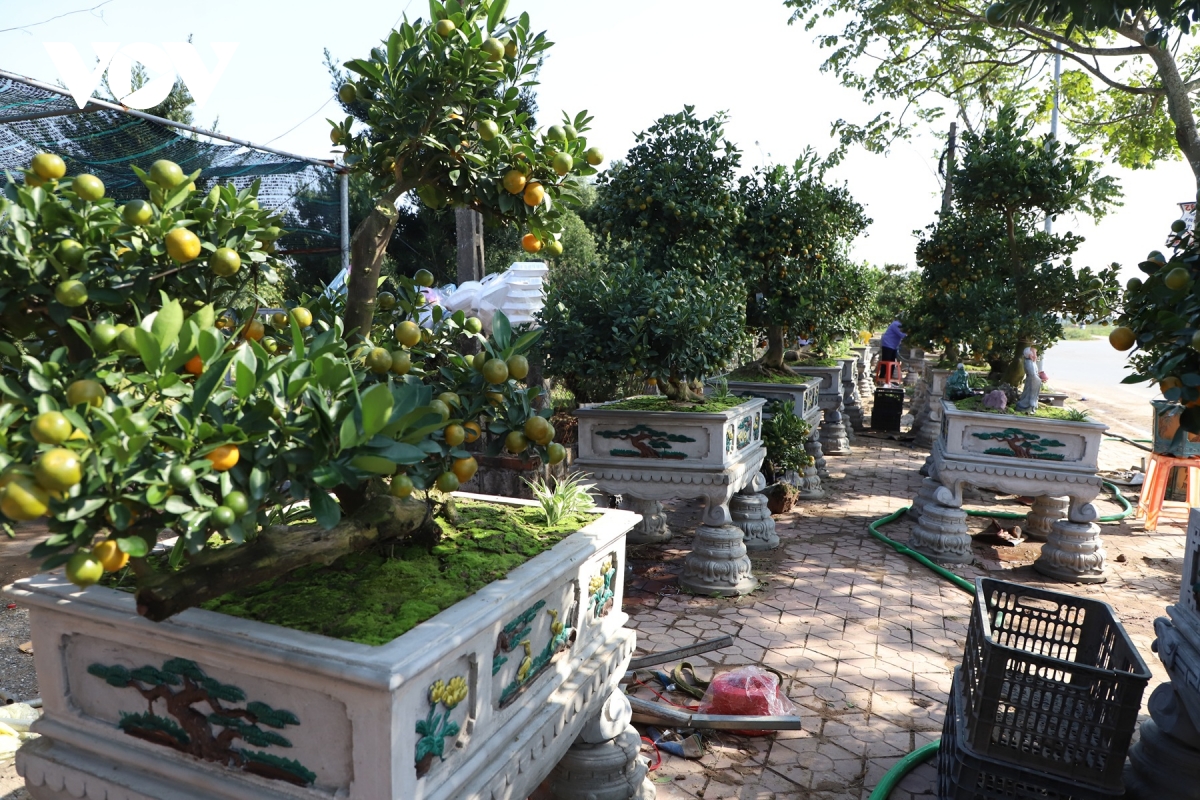 ruc ro sac xuan lang vi khe 800 nam tuoi quat triu qua, dao tham nu doi tet ve hinh anh 6