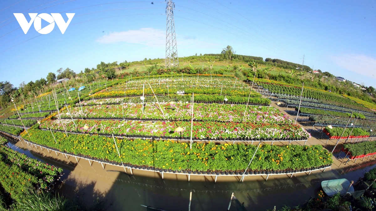 Hợp tác chia sẻ lợi ích để hoa kiểng Sa Đéc ngày một vươn xa