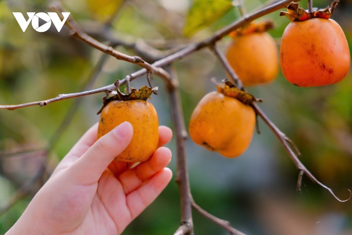 Den eldgamle rosehagen, vakker som et eventyr, tiltrekker seg turister for innsjekking i Nghe An (bilde 7).