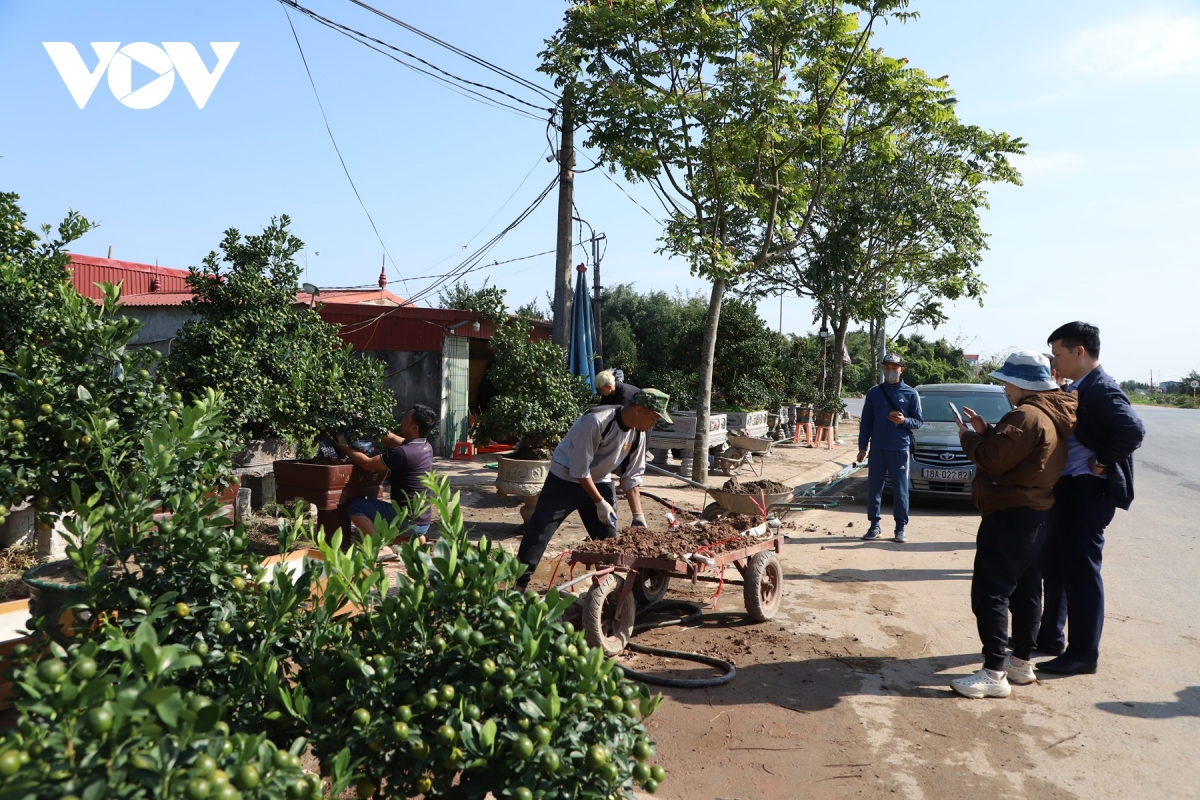 ruc ro sac xuan lang vi khe 800 nam tuoi quat triu qua, dao tham nu doi tet ve hinh anh 9