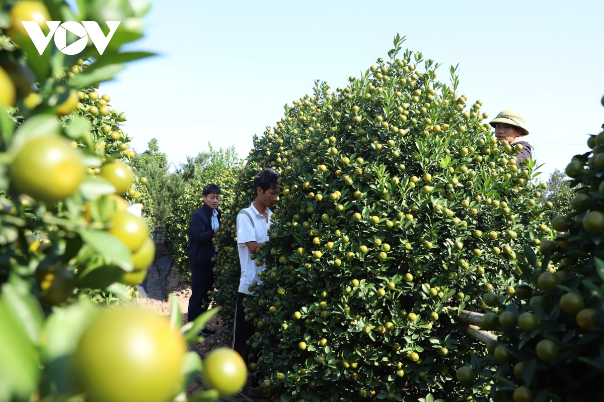 ruc ro sac xuan lang vi khe 800 nam tuoi quat triu qua, dao tham nu doi tet ve hinh anh 11