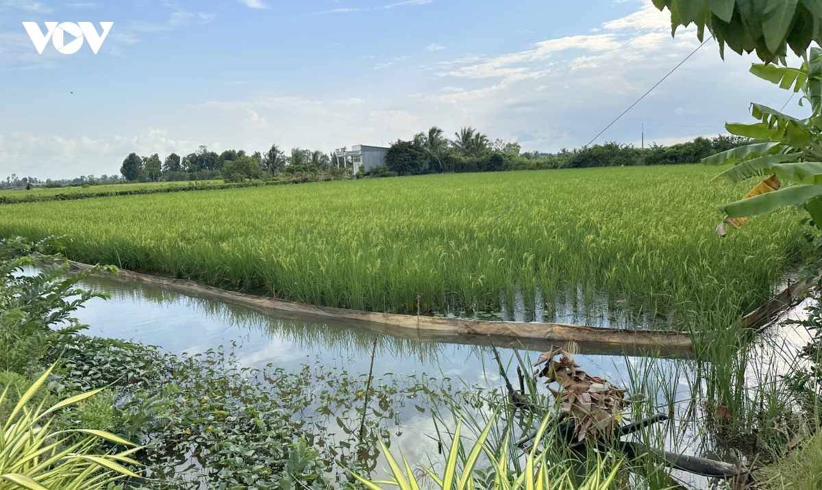 sinh ke chan nuoi giup nguoi dan ca mau giam ngheo ben vung hinh anh 3