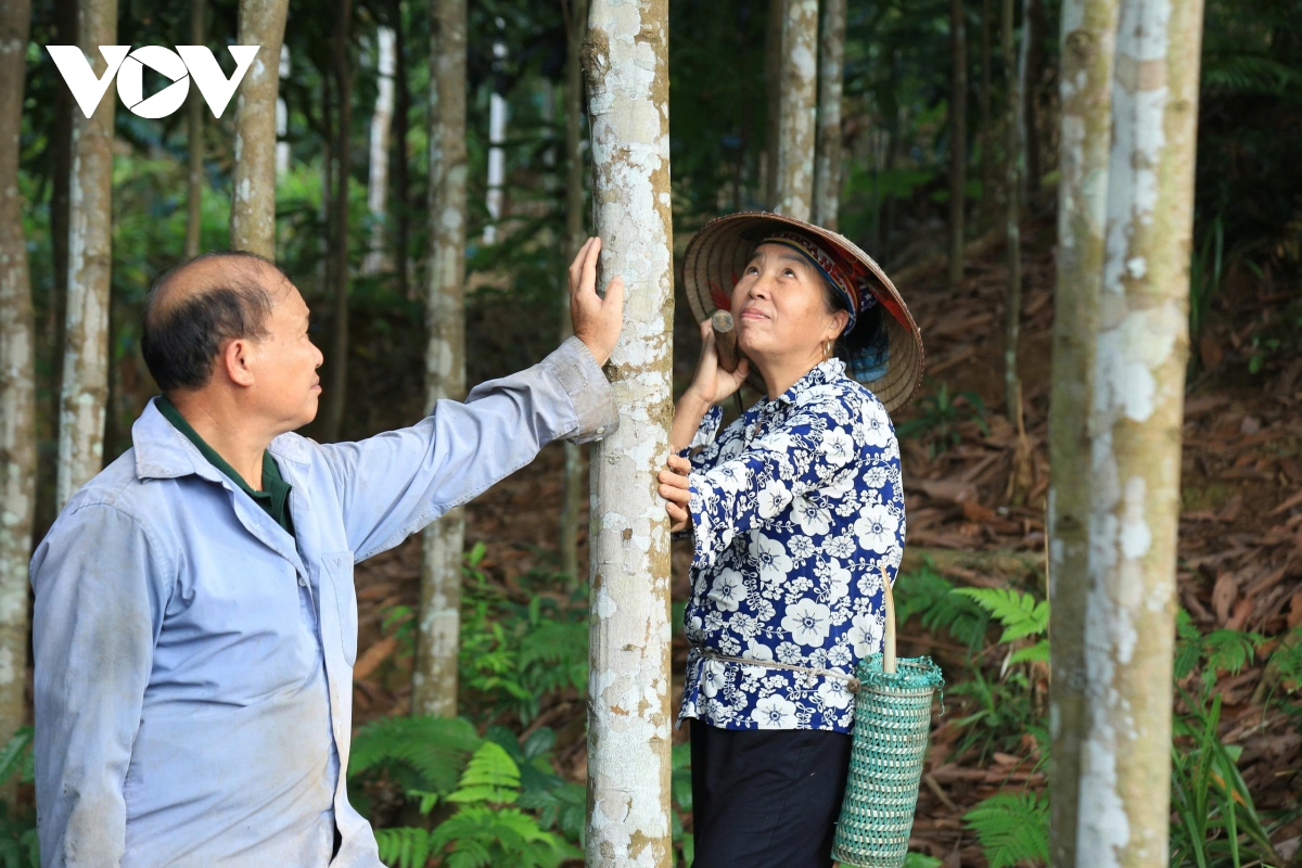 Những đồi quế tiền tỷ xuất hiện ngày càng nhiều ở Phúc Lợi.