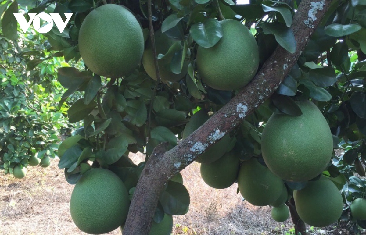 thao go nhieu chinh sach trong lien ket, tieu thu nong san hinh anh 1