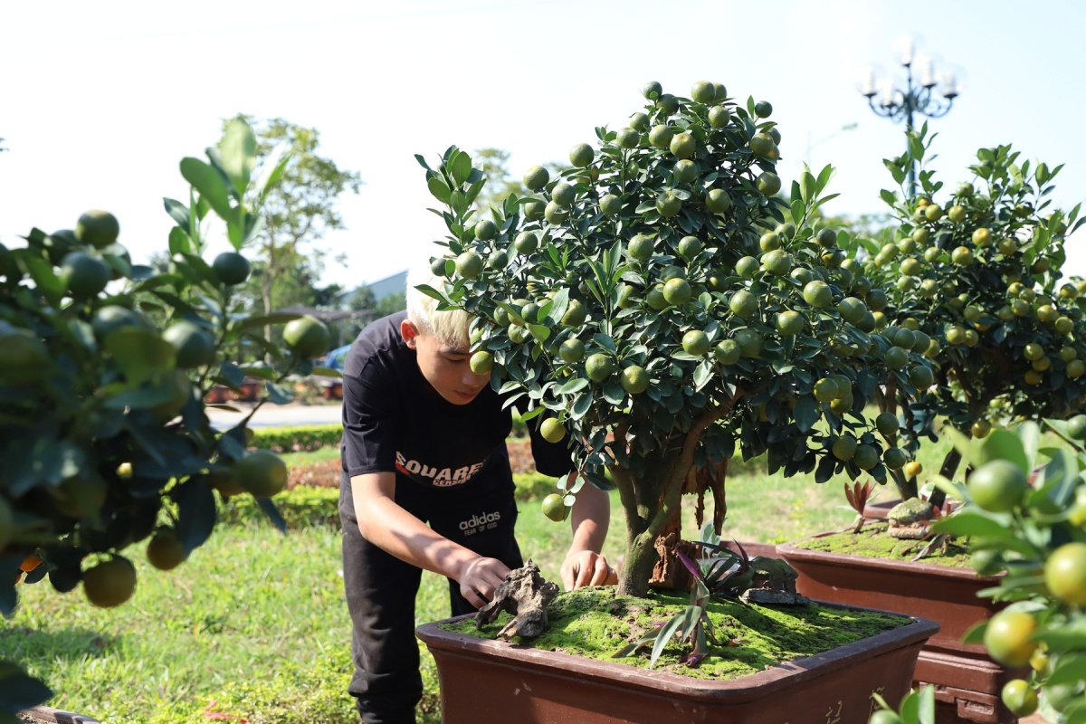 ruc ro sac xuan lang vi khe 800 nam tuoi quat triu qua, dao tham nu doi tet ve hinh anh 13