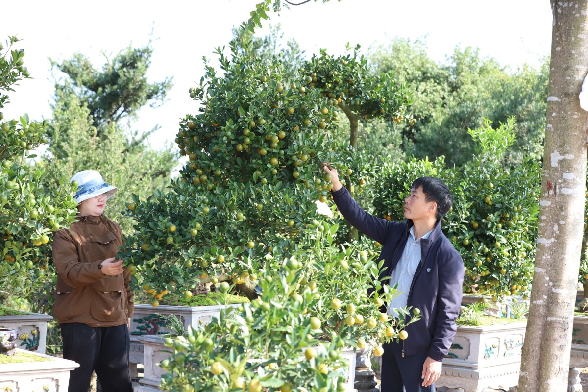 ruc ro sac xuan lang vi khe 800 nam tuoi quat triu qua, dao tham nu doi tet ve hinh anh 10