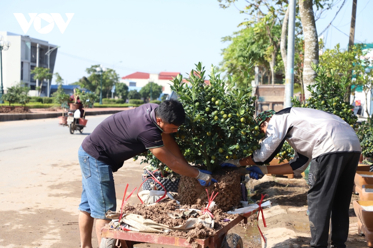 ruc ro sac xuan lang vi khe 800 nam tuoi quat triu qua, dao tham nu doi tet ve hinh anh 15