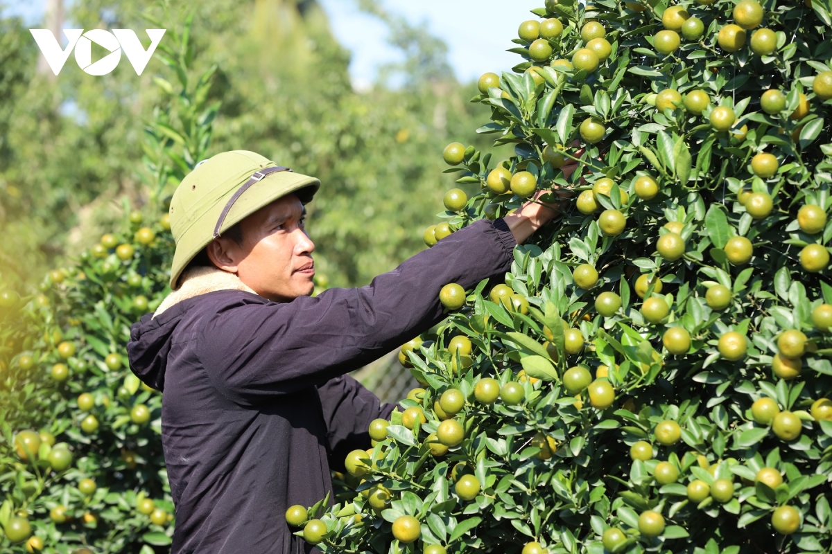 ruc ro sac xuan lang vi khe 800 nam tuoi quat triu qua, dao tham nu doi tet ve hinh anh 12