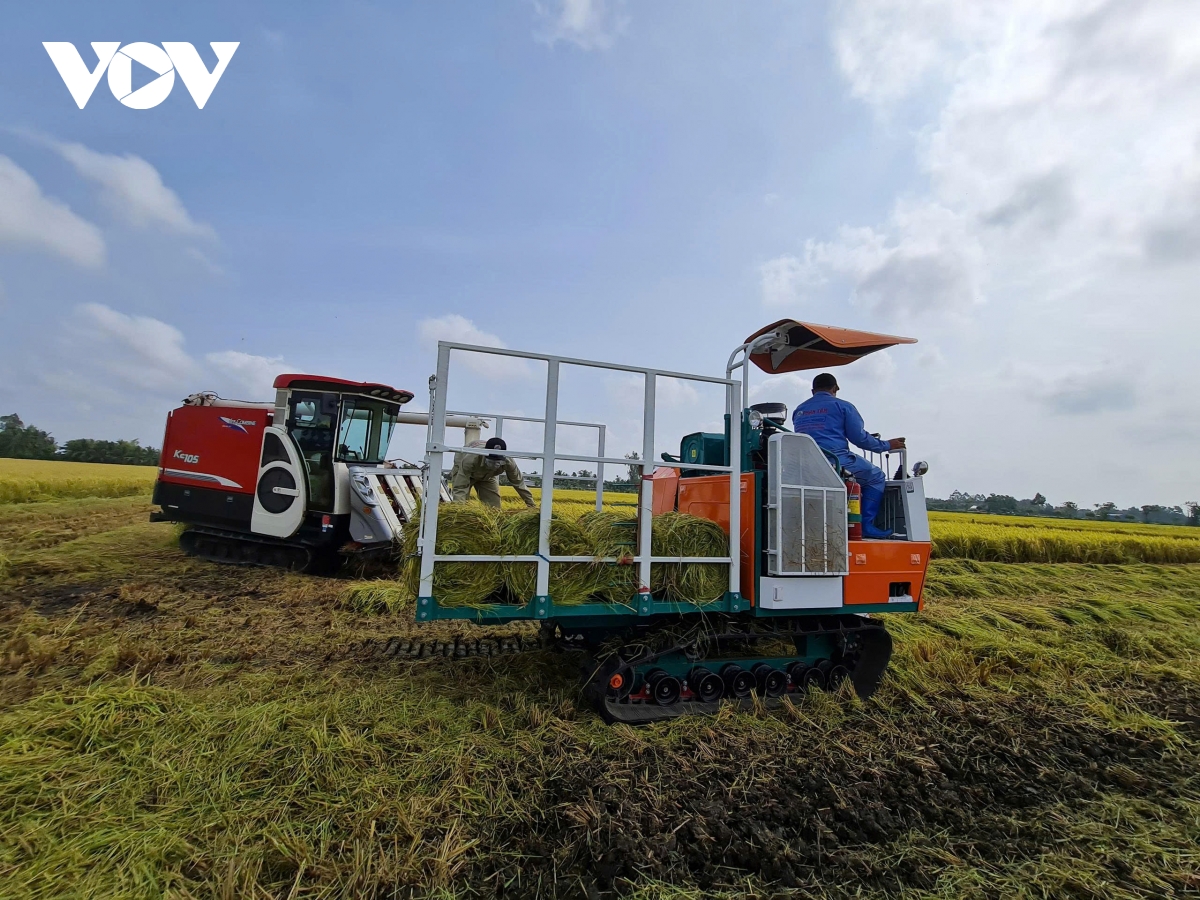 Danh thuc gia tri rom ra trong hanh trinh canh tac lua phat thai thap hinh anh 5