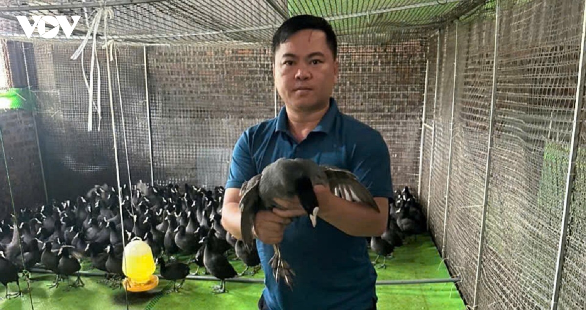  chim tien vua hoi sinh, mo huong lam giau ben vung o bac ninh hinh anh 1