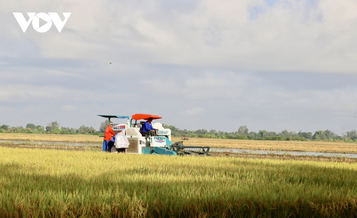 Danh thuc gia tri rom ra trong hanh trinh canh tac lua phat thai thap hinh anh 2