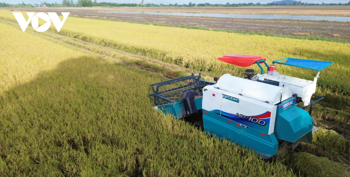 Danh thuc gia tri rom ra trong hanh trinh canh tac lua phat thai thap hinh anh 1