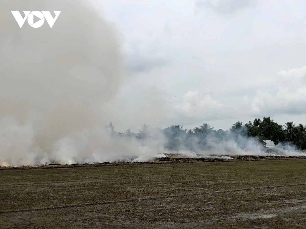 Danh thuc gia tri rom ra trong hanh trinh canh tac lua phat thai thap hinh anh 3