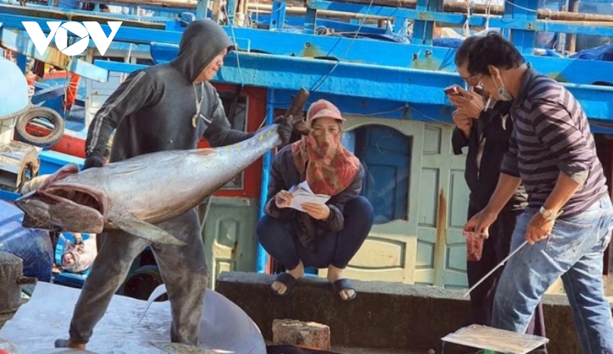 vietnam set to expand tuna market share in netherlands through evfta and green production picture 1