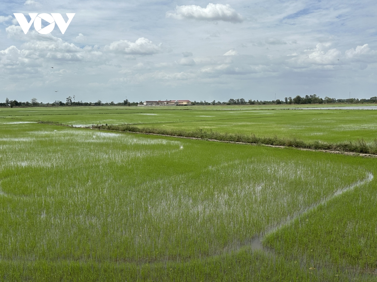 Содействие сотрудничеству между Вьетнамом и Японией в рамках проекта по выращиванию риса на площади 1 миллион гектаров в дельте Меконга (изображение 4)