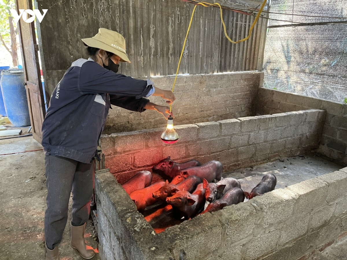 Nông dân vùng cao giữ ấm cho cây trồng, vật nuôi để đảm bảo nguồn hàng dịp Tết