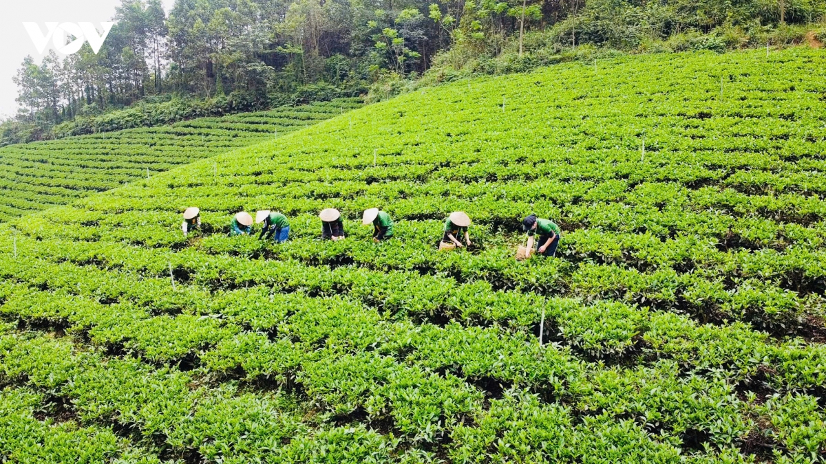 htx tra son dung thai nguyen nang tam ocop voi tra uop hoa thuong hang hinh anh 1