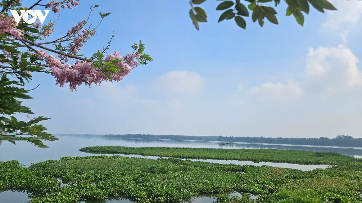 ho thuy loi tha la vao xuan hinh anh 1