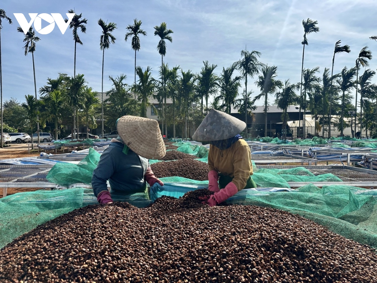 Đắk Lắk giữ đà tăng trưởng nông nghiệp trong bối cảnh nhiều khó khăn