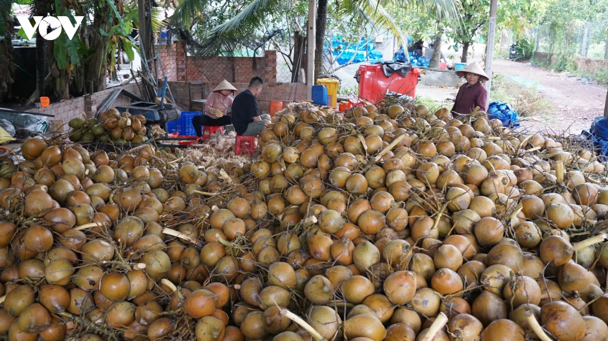 nha vuon chuan bi cho thi truong trai cay mam ngu qua ngay tet hinh anh 1