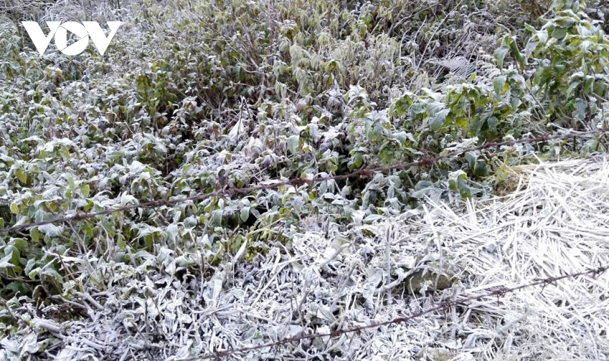 frost sets in western nghe an as temperatures drop below zero picture 1