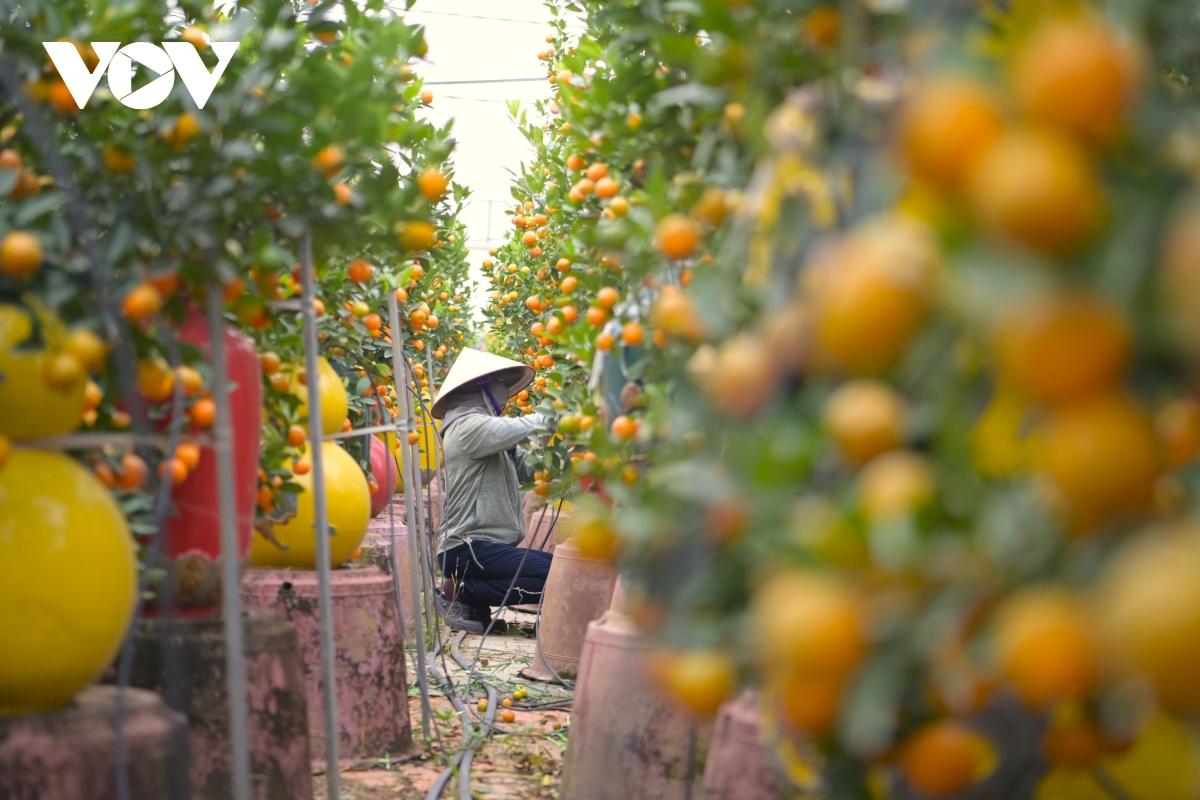 Đã thấy xuân về cùng sắc vàng quất Tứ Liên