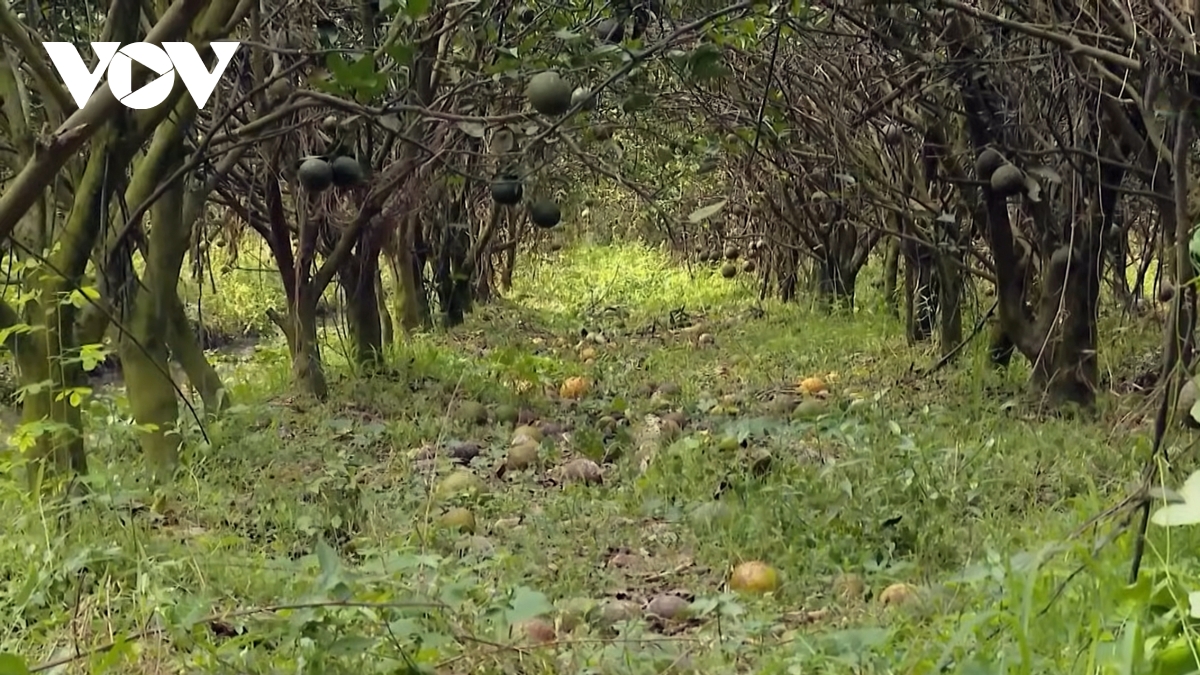 gia cam sanh tiep tuc cham day, nong dan vinh long lo mat tet hinh anh 1