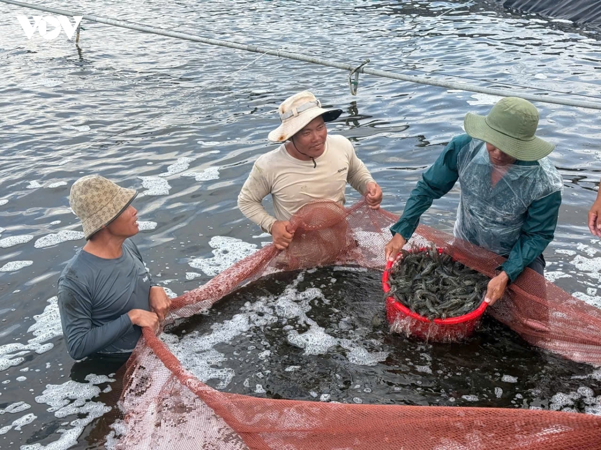 gia tom tang cao, nong dan ca mau phan khoi hinh anh 1
