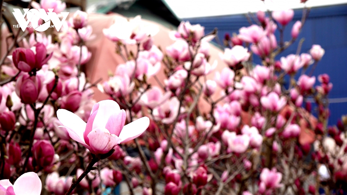 Hoa mộc lan "đẹp lạ" lên ngôi, mang không khí xuân sớm vào phố