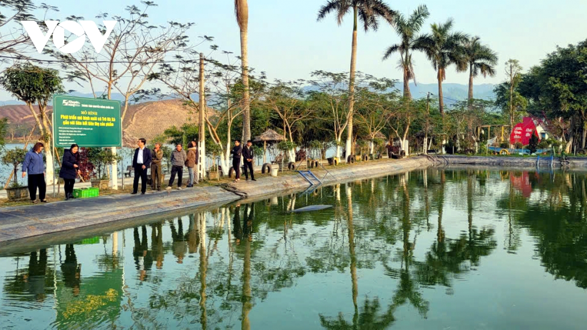 Nuôi cá trê thương phẩm - mô hình kinh tế nhiều tiềm năng ở Nghệ An