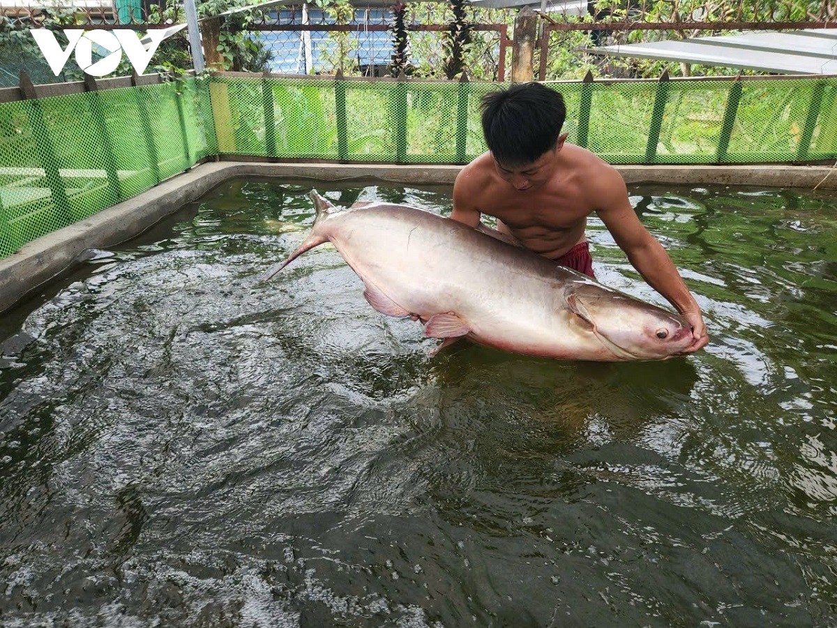 nhieu loai thuy san o Dong thap tang gia, hut hang truoc tet nguyen dan hinh anh 1