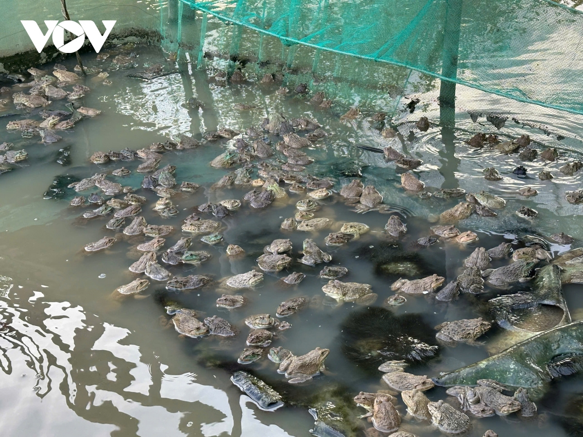 ho tro dung nhu cau va y chi thoat ngheo cua nguoi dan o hong dan, ca mau hinh anh 1