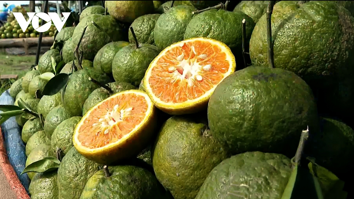 gia cam sanh tiep tuc cham day, nong dan vinh long lo mat tet hinh anh 2