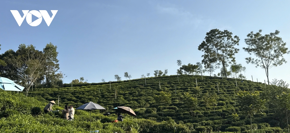 Dua cong nghe so len nuong che hinh anh 1