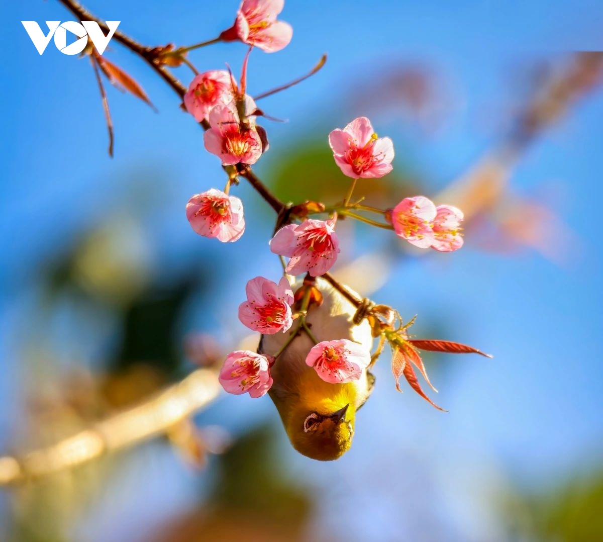 muong phang welcomes spring with its 2026 cherry blossom festival picture 1