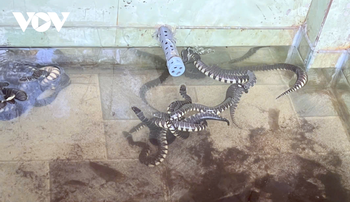 ho tro dung nhu cau va y chi thoat ngheo cua nguoi dan o hong dan, ca mau hinh anh 2