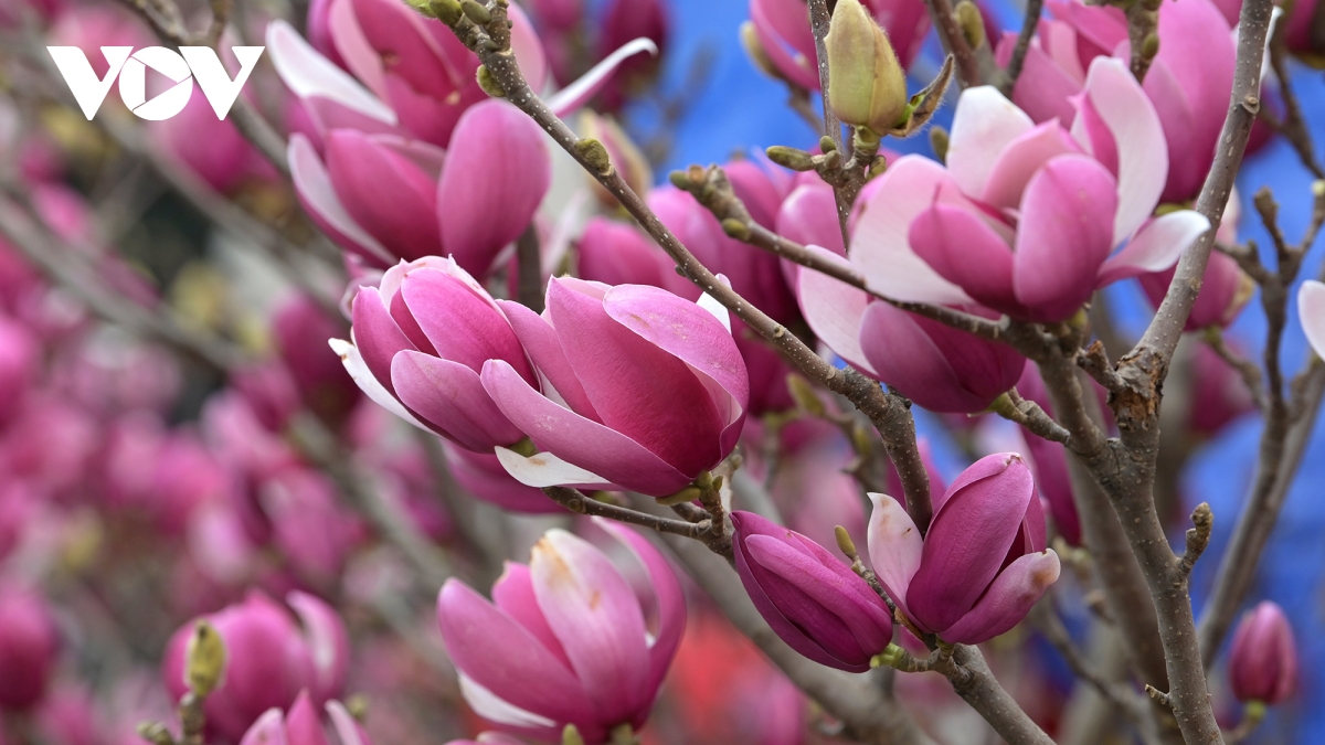 “Cơn sốt” mộc lan khuấy động thị trường hoa Tết 2026