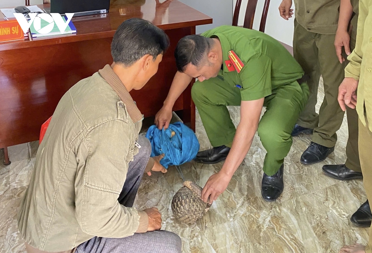 Tê tê Java quý hiếm đi lạc vào nhà một người dân ở Đắk Lắk