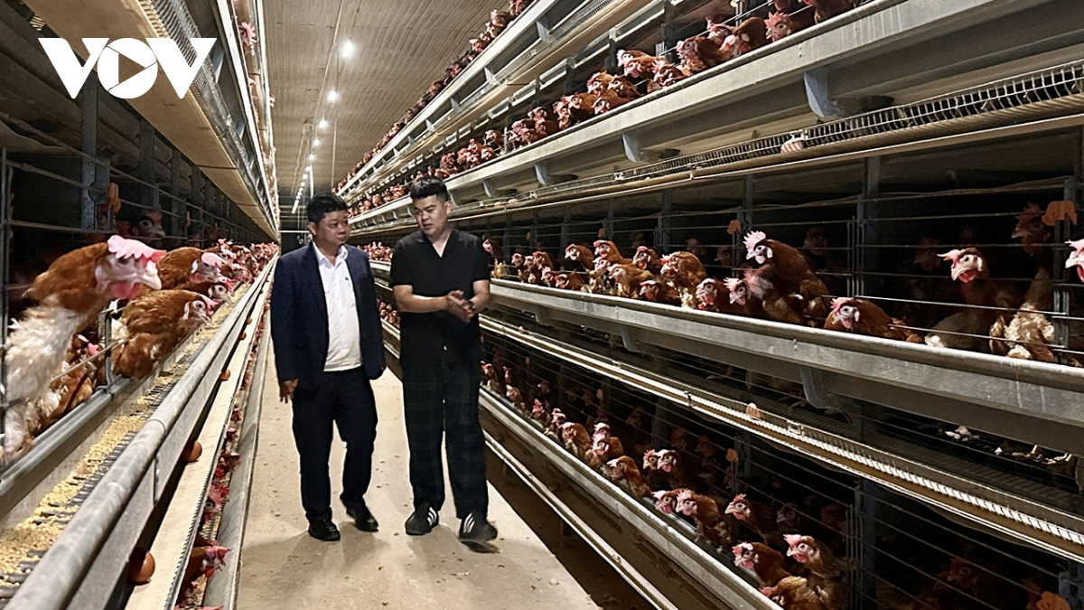 Đắk Lắk chủ động phòng dịch trên đàn vật nuôi, bảo đảm nguồn cung thực phẩm Tết