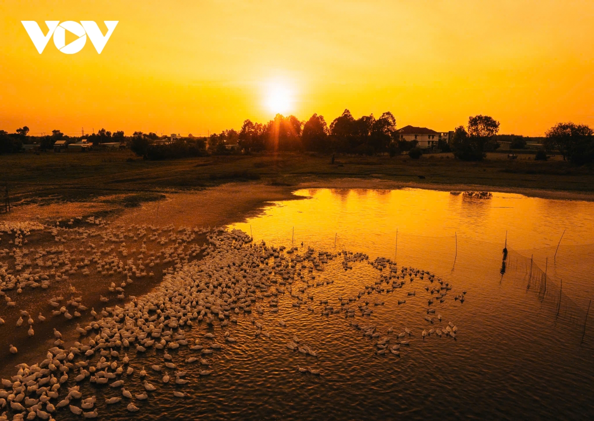 Dan vit dong trang nhu tuyet phu kin canh dong duoi chan nui ba Den hinh anh 10