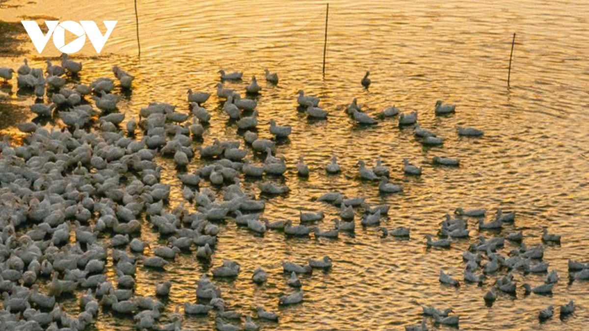 Dan vit dong trang nhu tuyet phu kin canh dong duoi chan nui ba Den hinh anh 11