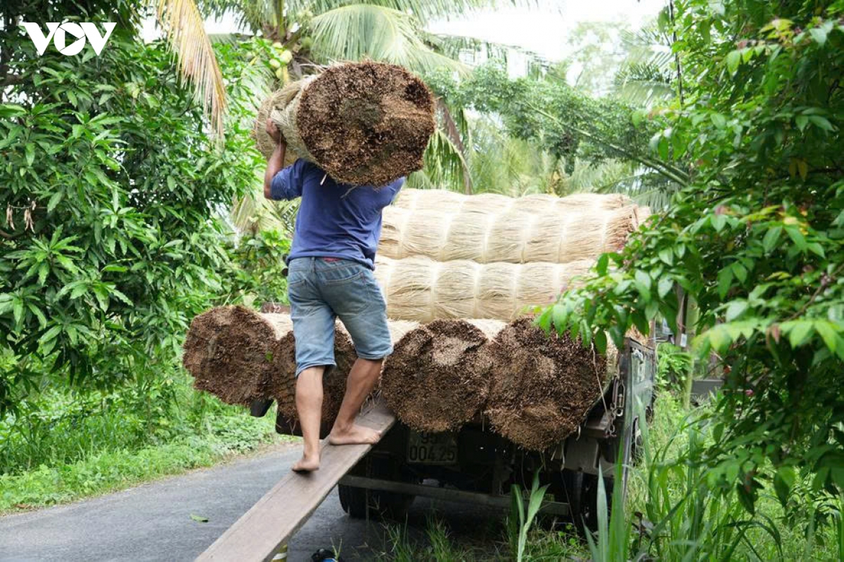 canh dong lac - nguon song quen thuoc cua nguoi dan nhi long vinh long hinh anh 11