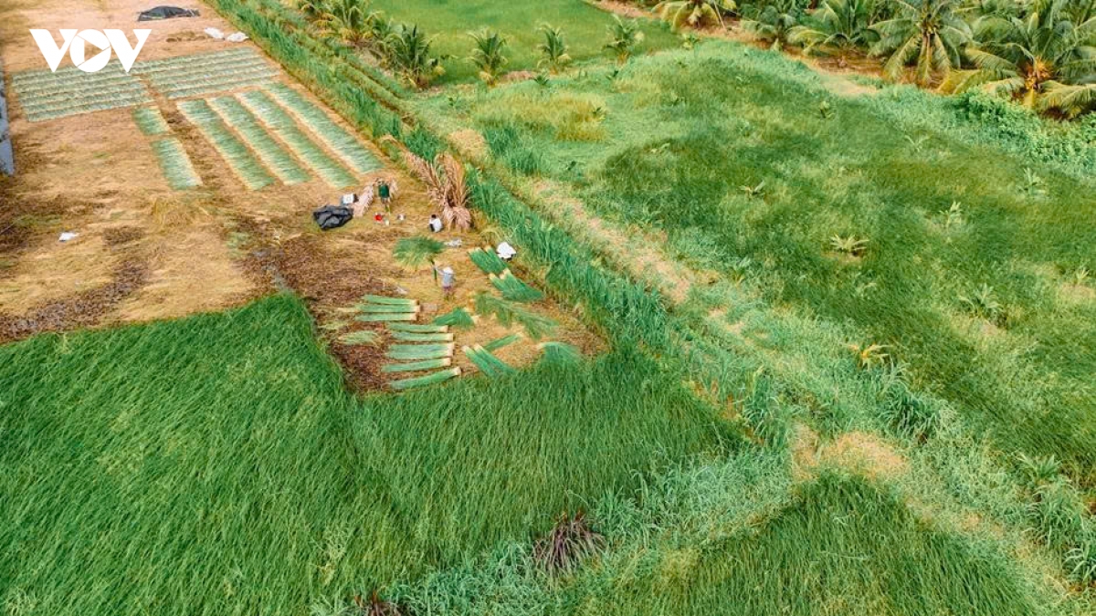 canh dong lac - nguon song quen thuoc cua nguoi dan nhi long vinh long hinh anh 13