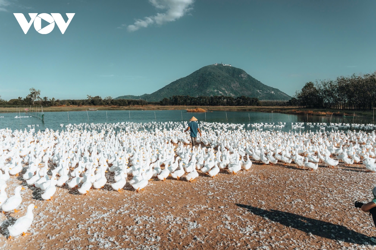 Dan vit dong trang nhu tuyet phu kin canh dong duoi chan nui ba Den hinh anh 1