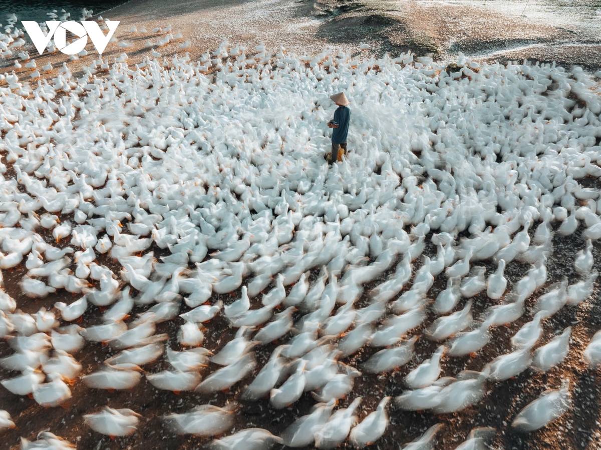 Dan vit dong trang nhu tuyet phu kin canh dong duoi chan nui ba Den hinh anh 2