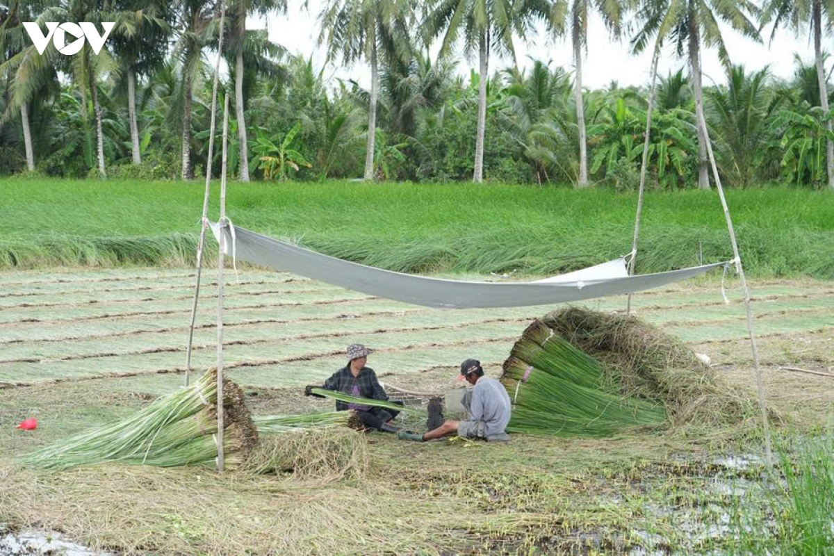 canh dong lac - nguon song quen thuoc cua nguoi dan nhi long vinh long hinh anh 3
