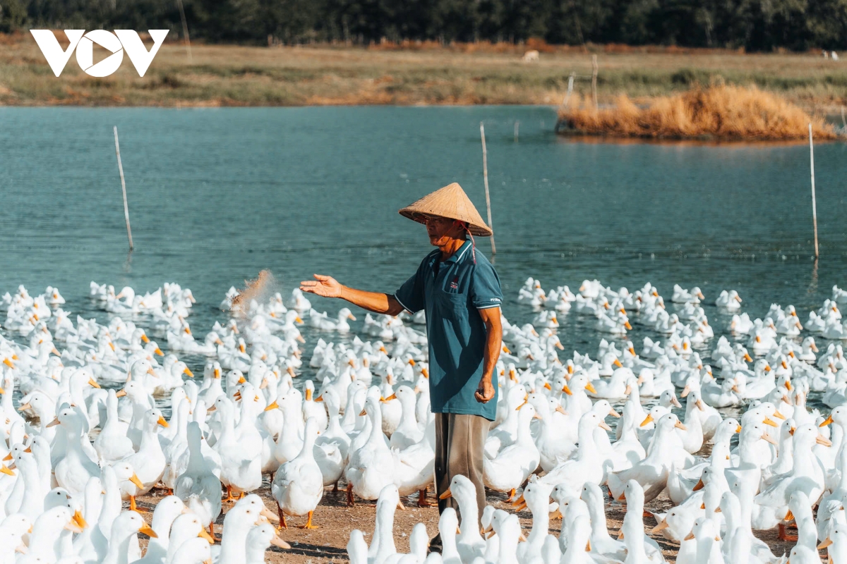 Dan vit dong trang nhu tuyet phu kin canh dong duoi chan nui ba Den hinh anh 3