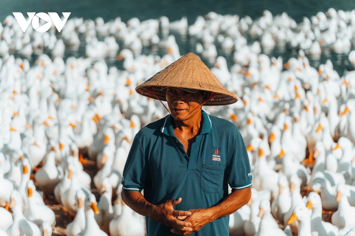 Dan vit dong trang nhu tuyet phu kin canh dong duoi chan nui ba Den hinh anh 4