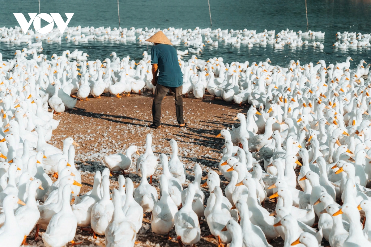 Dan vit dong trang nhu tuyet phu kin canh dong duoi chan nui ba Den hinh anh 6