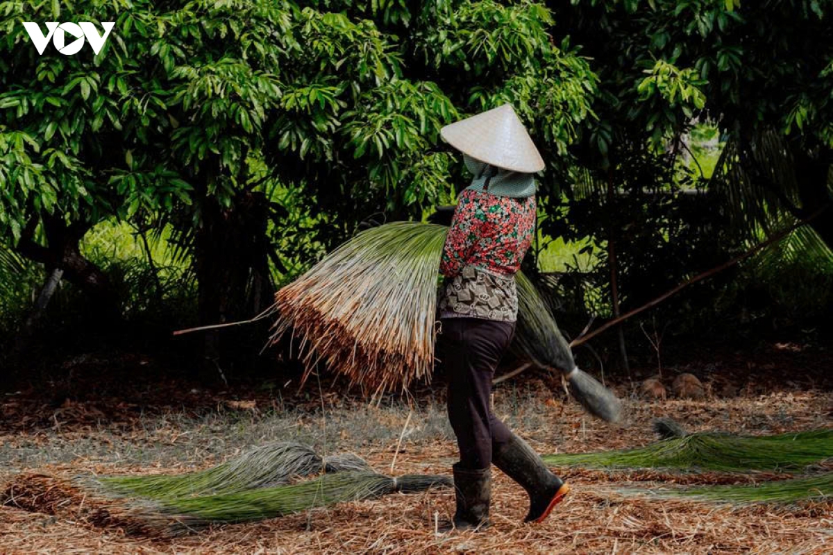 canh dong lac - nguon song quen thuoc cua nguoi dan nhi long vinh long hinh anh 8